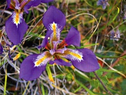 A flower found in Parnonas Mountain