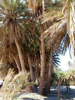 Rare palm species occurring in Vai