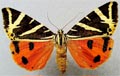 Butterflies of Paros